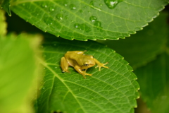 黄色アマガエル