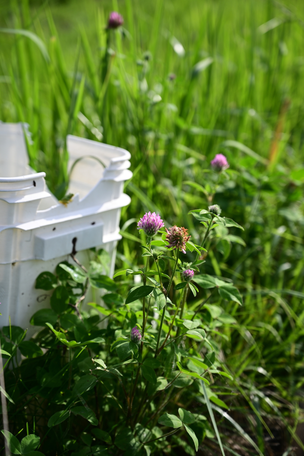 田舎のバケツ2。