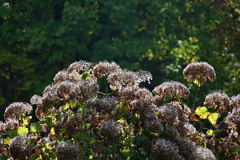 枯れた紫陽花。