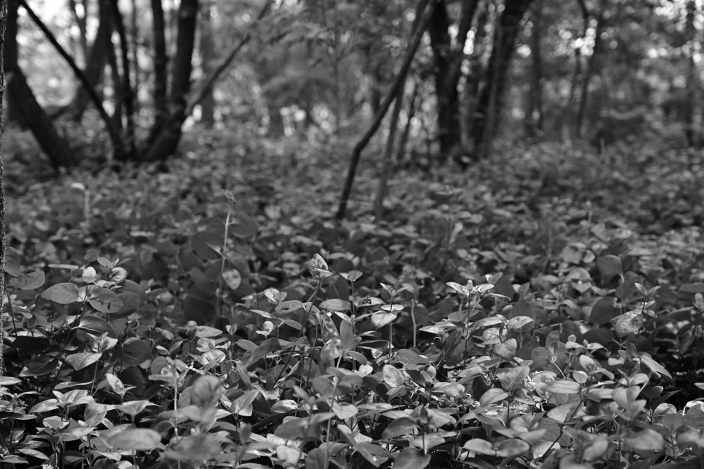 白黒の森。