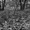 白黒の森。
