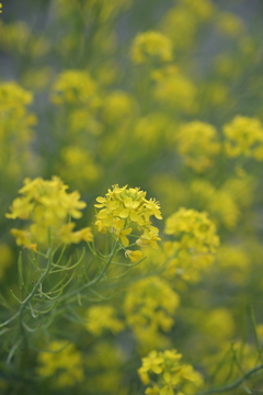 菜の花。