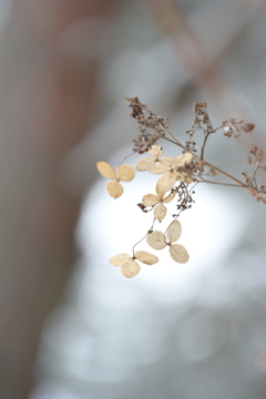 雪が降りまして。
