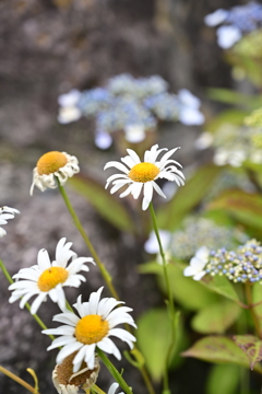ヒナギクと紫陽花と石垣。
