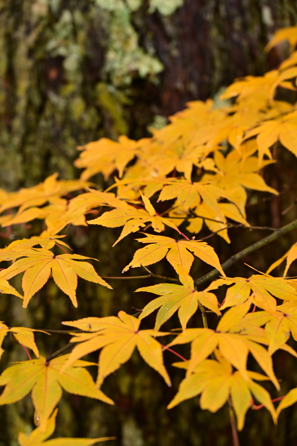 もみじと木の幹。