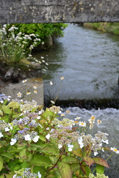 紫陽花と小川。