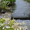 紫陽花と小川。