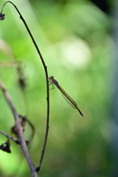 オツネントンボかな。 オツネントンボかな。