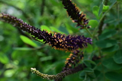 見たこと無い植物。