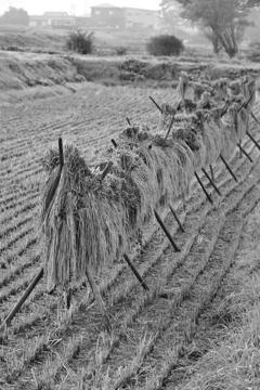 稲干しのある風景。