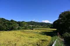 青、緑、黄色。