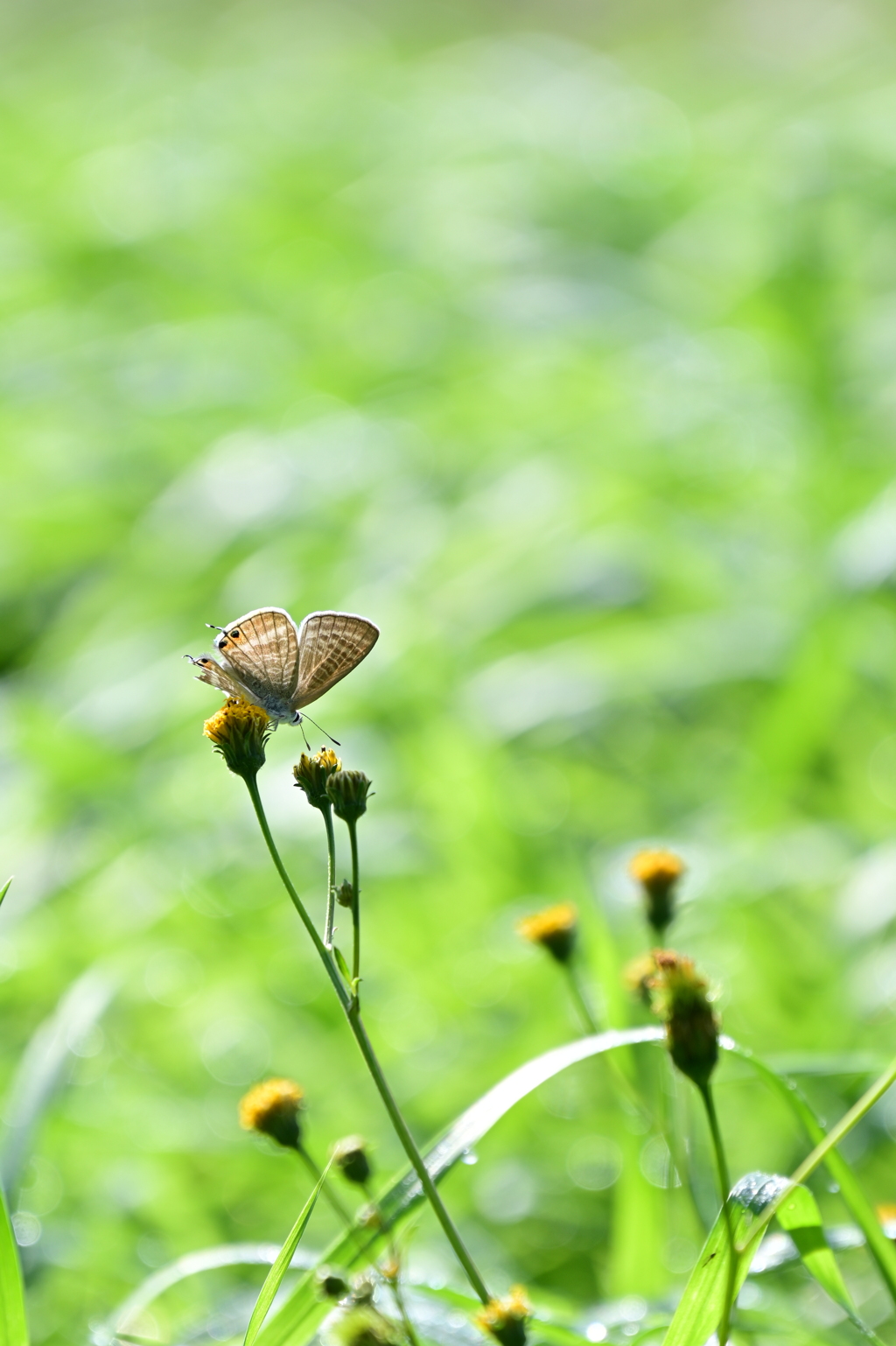 蝶々シリーズ2。