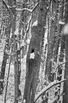 雪が降りまして。