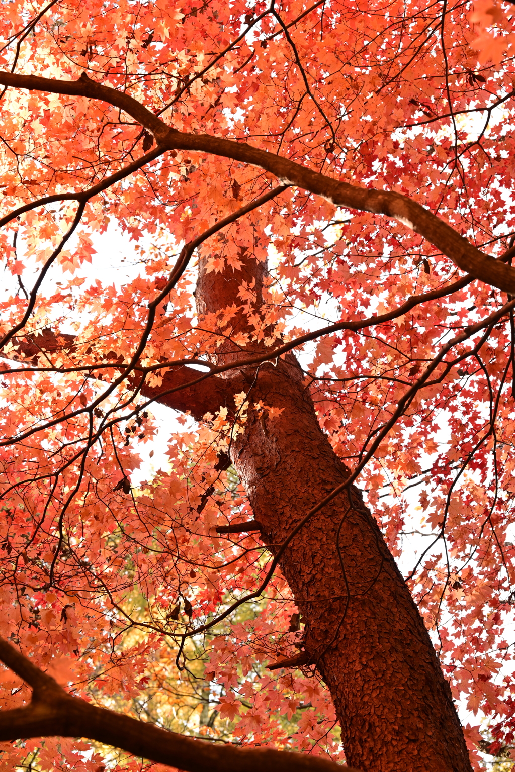 赤松ともみじ。