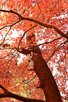 赤松ともみじ。