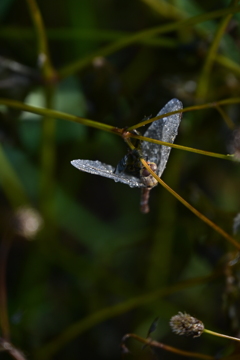 氷漬けのとんぼ。