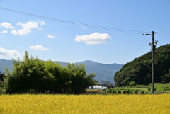 お米、鋭意製作中。