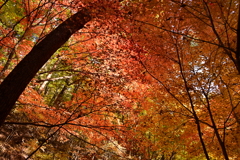 紅葉の林。
