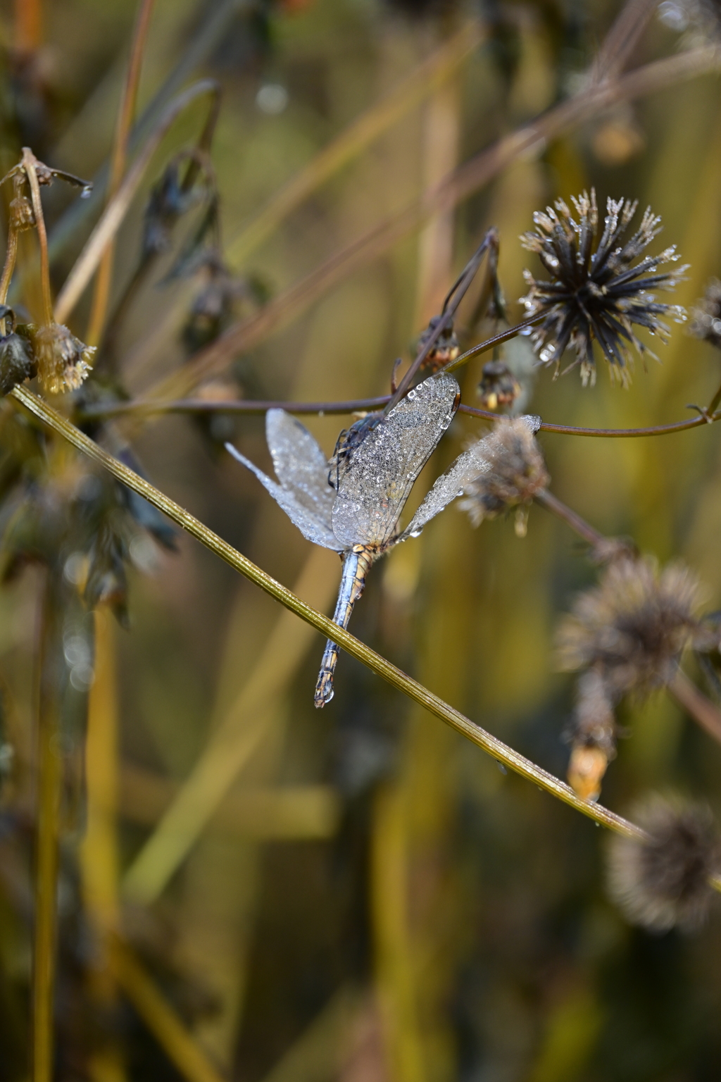 氷漬けのとんぼ。