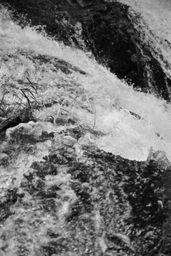 水中の植物。 水中の植物。