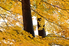 もみじと木の幹。