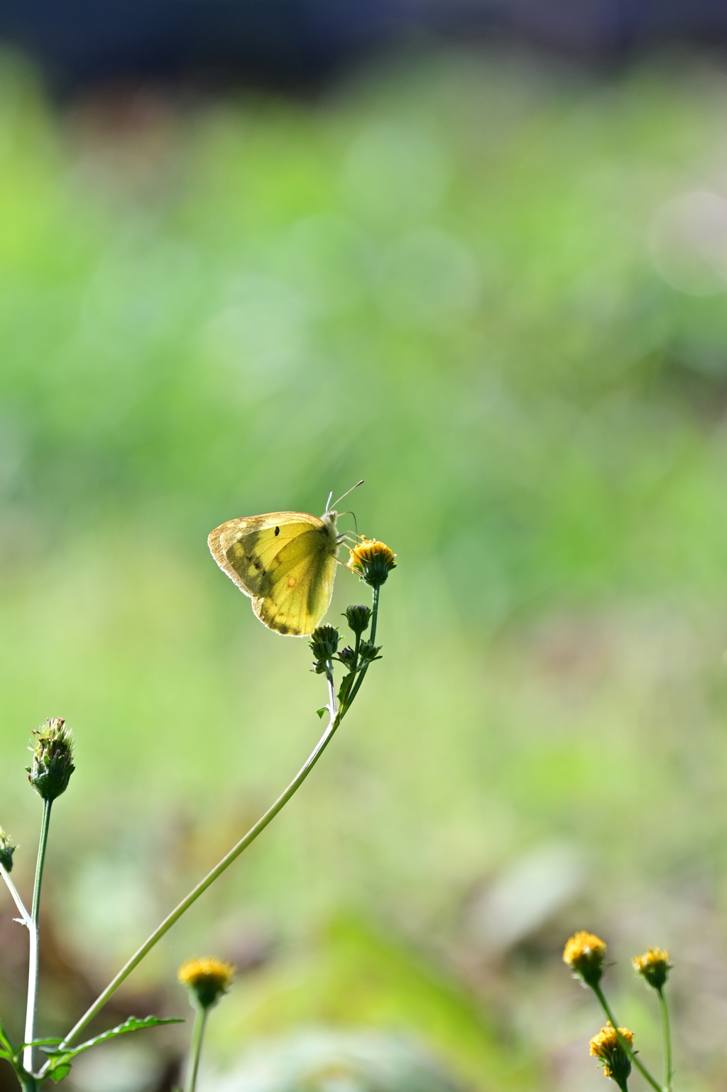 蝶々シリーズ。