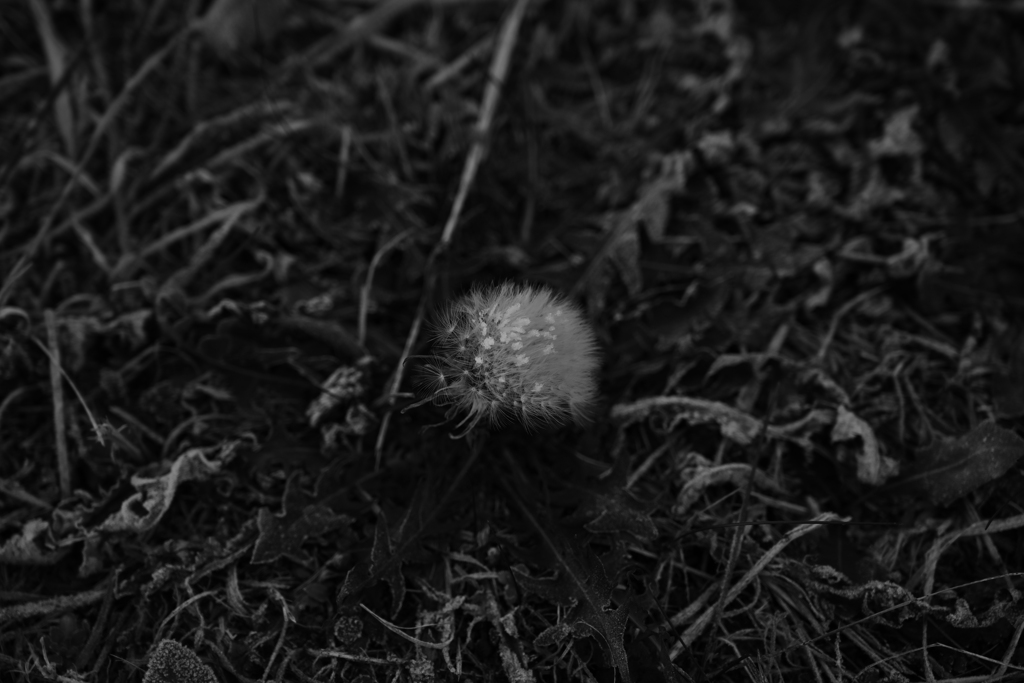 雪乗るたんぽぽ。