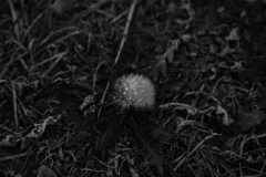 雪乗るたんぽぽ。