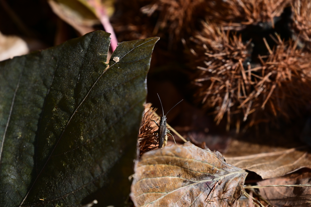 ヒロバネヒメバッタ。