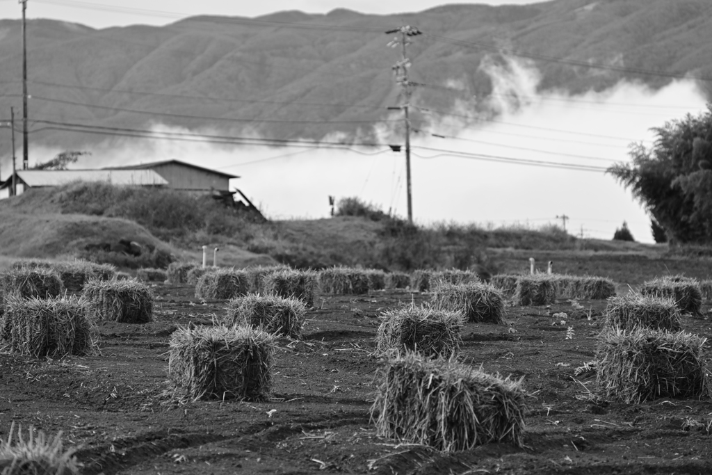 農家のマイクラ。