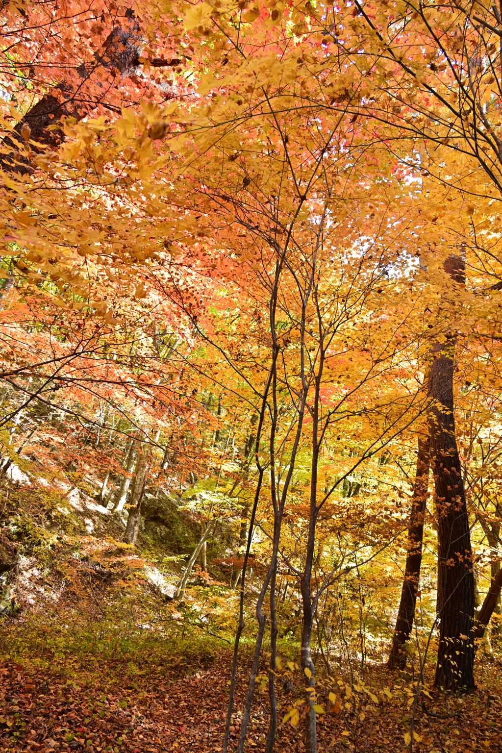 紅葉の林。