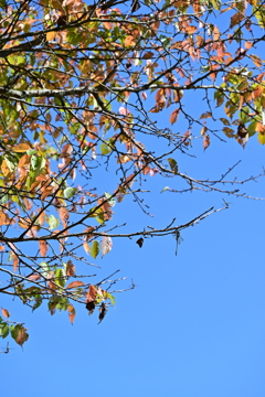 オニヤンマ撮りました。