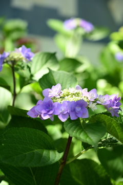 紫陽花と虫。