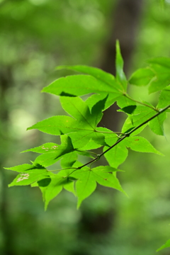 色付く前のもみじ。 色付く前のもみじ。