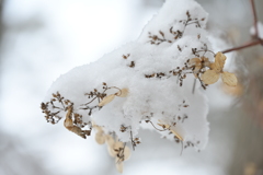雪が降りまして。