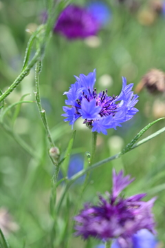 河原の花。