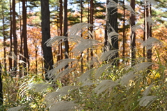 山の上のススキ。