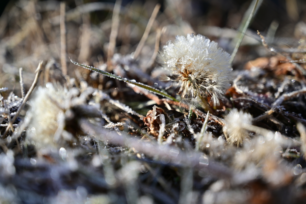 雪乗るたんぽぽ。