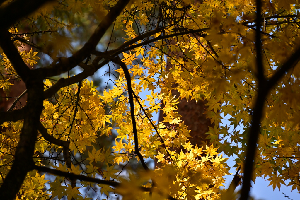 木漏れ日もみじ。