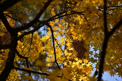 木漏れ日もみじ。