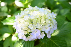 夏の日差しと紫陽花。