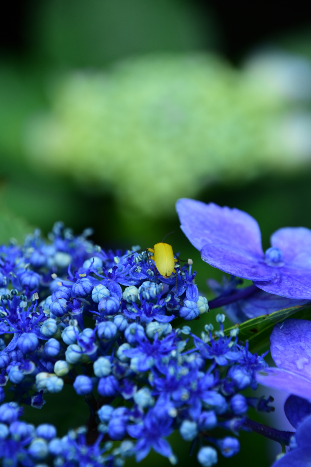紫陽花と黄色い虫。