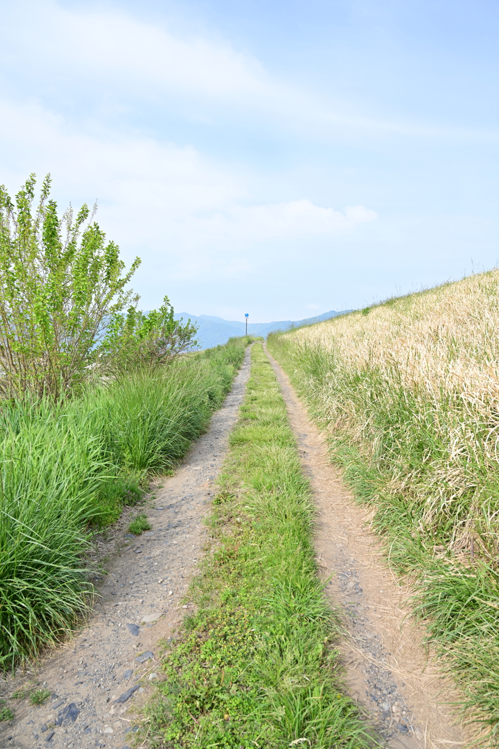 小麦畑のあぜ道の先。