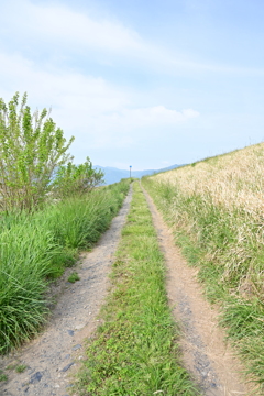小麦畑のあぜ道の先。