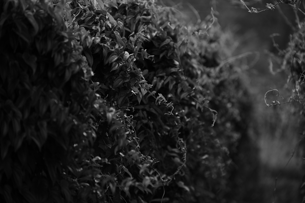 つる植物。