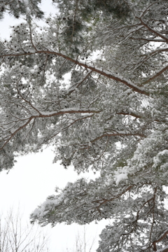 雪が降りまして。