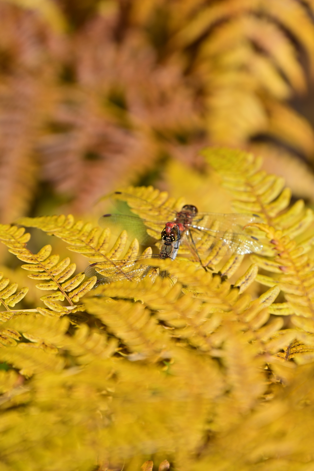 黄色とアキアカネのつがい。