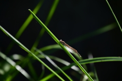 オツネントンボ。 オツネントンボ。