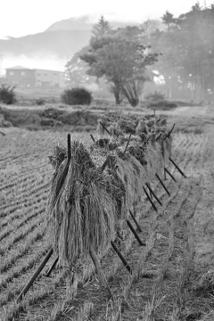 稲干しのある風景。