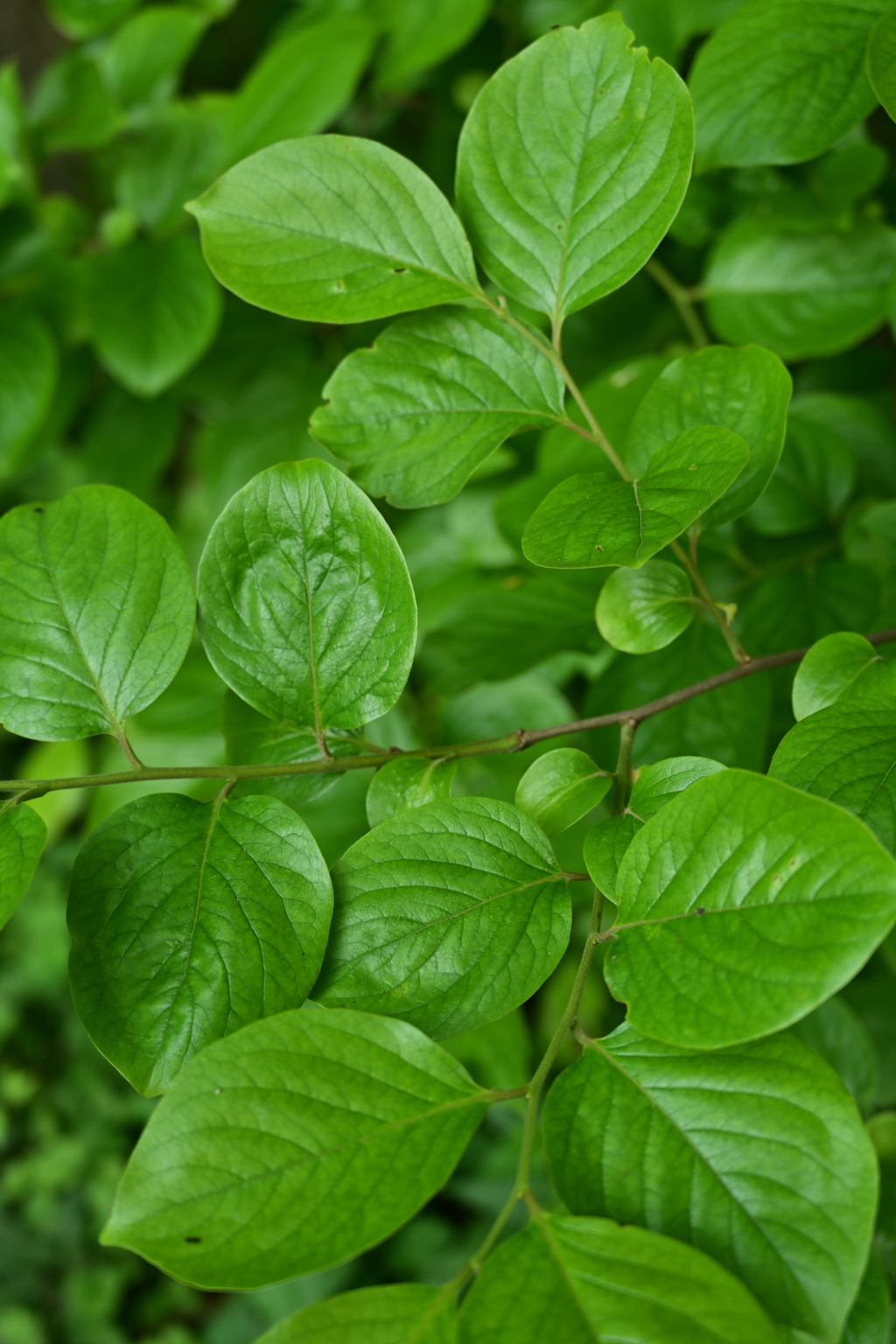 新緑の生命力。